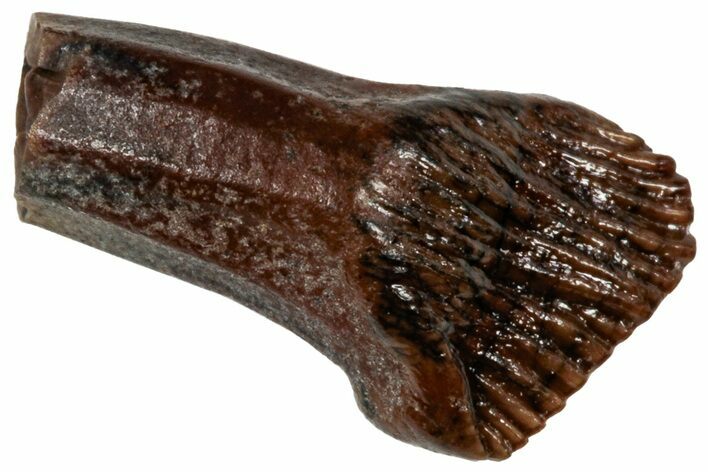 Rare, Rooted Fossil Pachycephalosaurus Tooth - Montana #306524